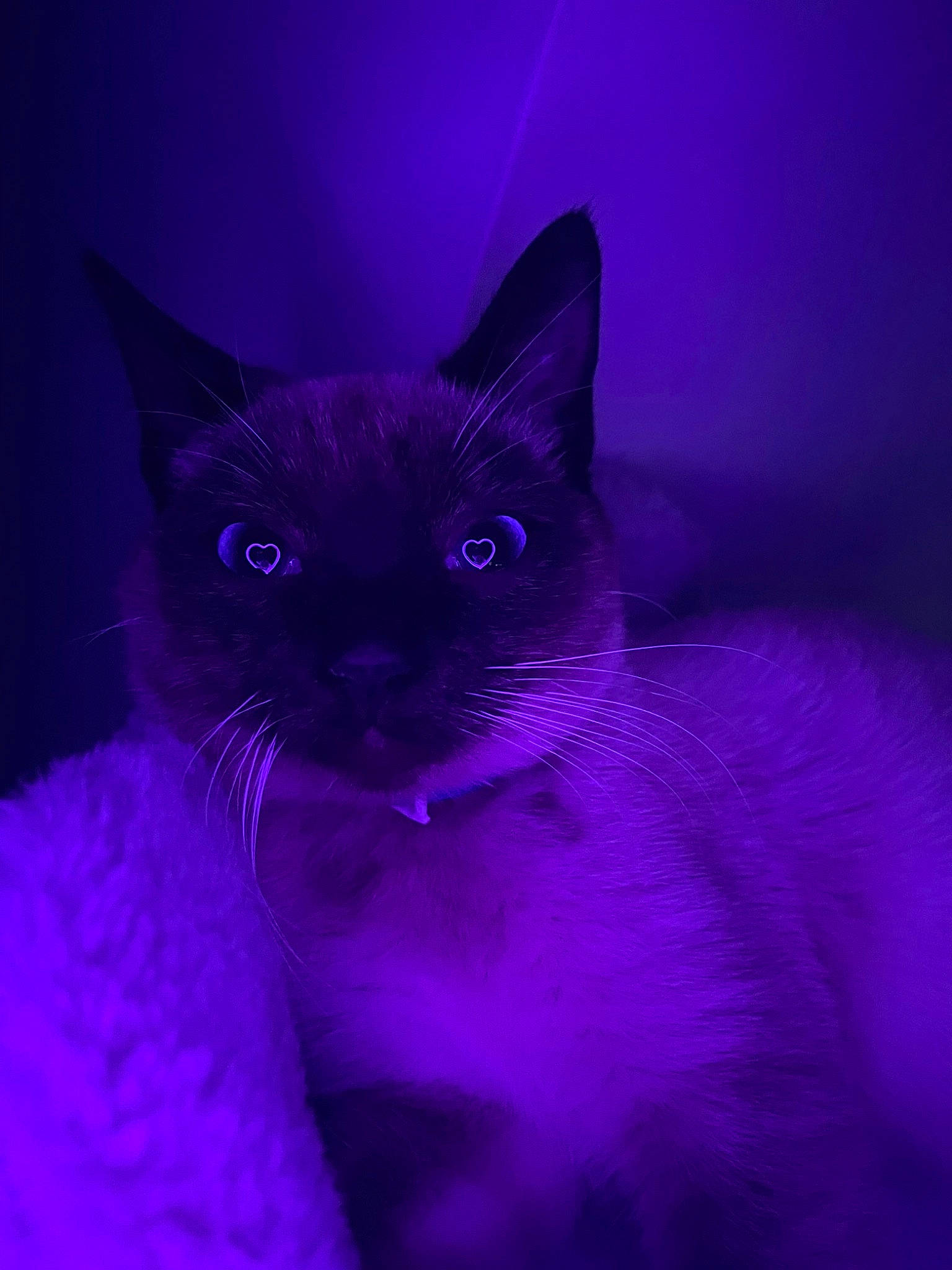 Jasmine is registered to the contest to win money with this photo: carnivore, cat, comfort, darkness, domestic_short_haired_cat, electric_blue, felidae, fur, magenta, purple, small_to_medium_sized_cats, terrestrial_animal, violet, whiskers