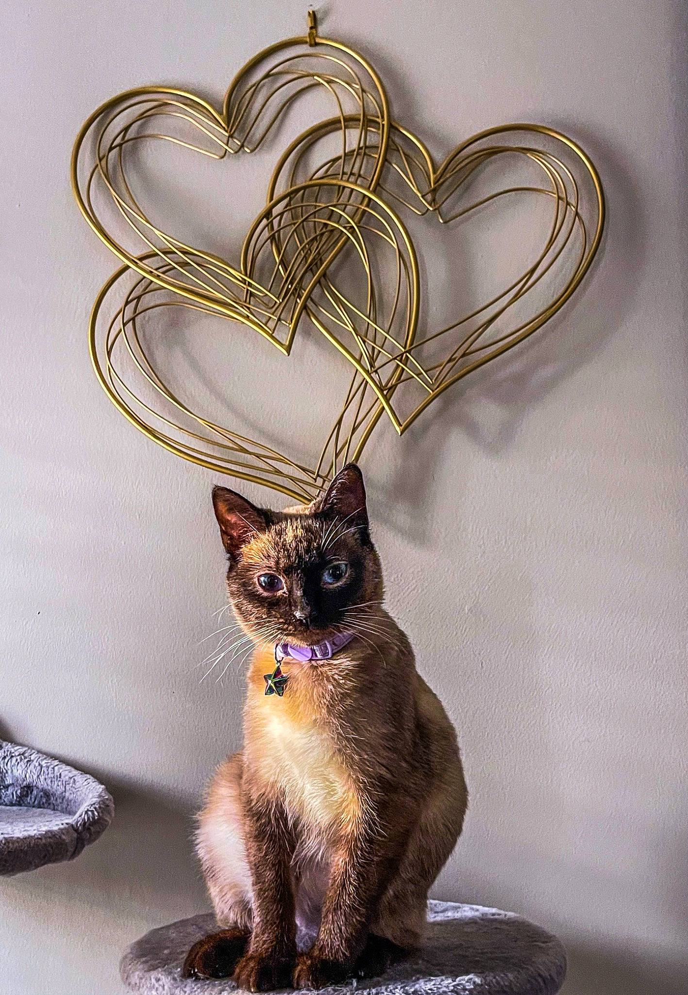 Jasmine joined the competition — help win amazing prizes! carnivore, cat, crown, domestic_short_haired_cat, fashion_accessory, fawn, felidae, font, fur, illustration, jewellery, metal, ornament, small_to_medium_sized_cats, snout, still_life_photography, symbol, tail, visual_arts, whiskers