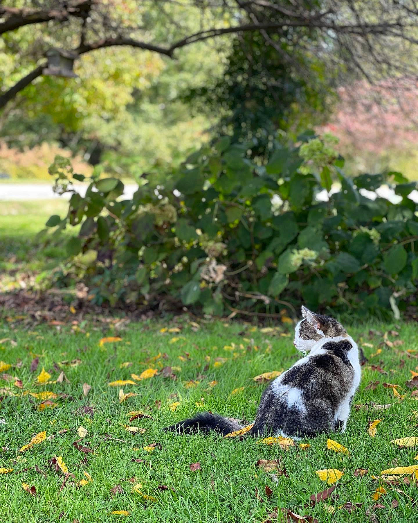 Patches is registered to the contest to win money with this photo: canidae, carnivore, cat, deciduous, dog_breed, felidae, garden, grass, groundcover, lawn, plant, shrub, small_to_medium_sized_cats, sporting_group, tail, tints_and_shades, tree, twig, whiskers, woody_plant