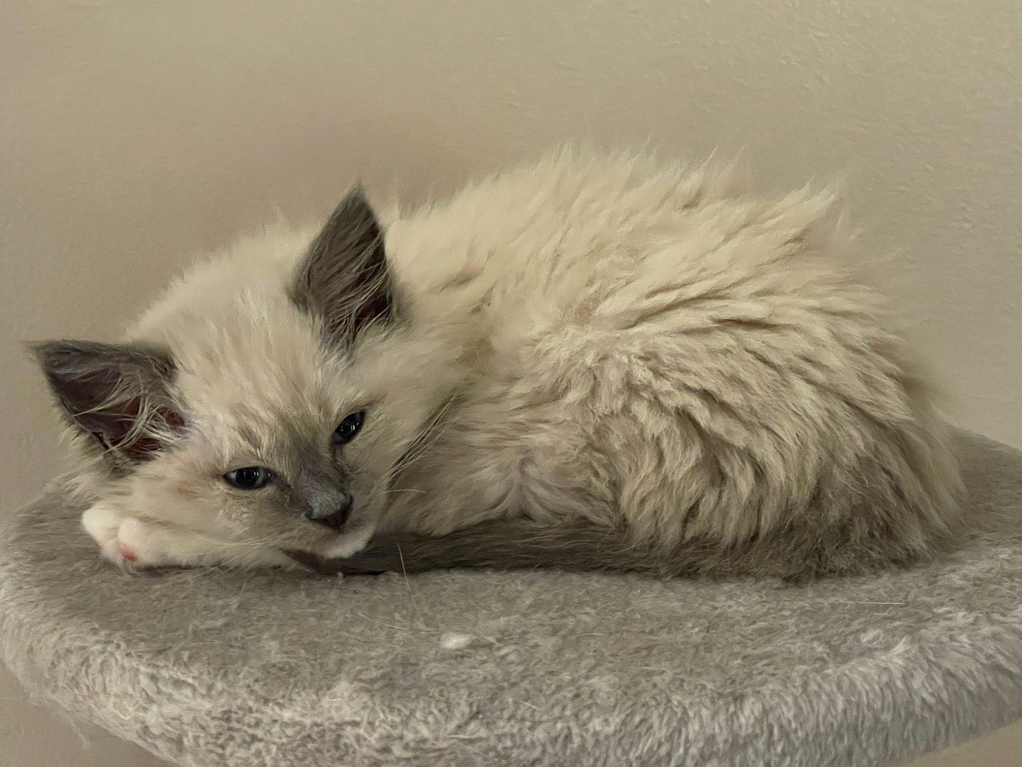 Jasper joined the competition — help win amazing prizes! british_longhair, carnivore, cat, cat_bed, claw, comfort, fawn, felidae, fur, iris, paw, ragdoll, small_to_medium_sized_cats, snout, tail, whiskers