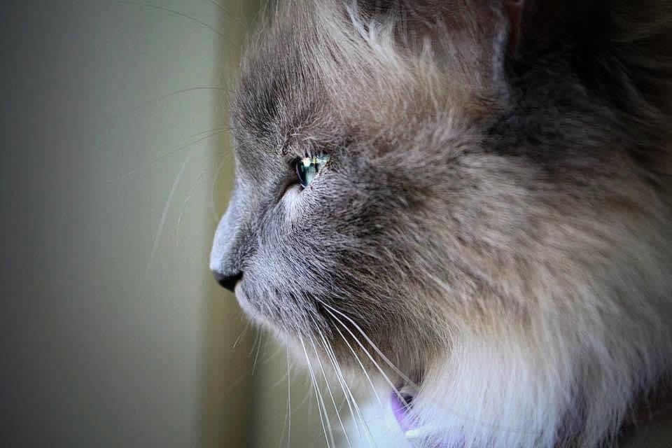 Bella is registered to the contest to win money with this photo: british_longhair, carnivore, cat, domestic_short_haired_cat, fawn, felidae, fur, small_to_medium_sized_cats, snout, tail, terrestrial_animal, whiskers