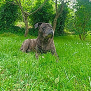 Maggy a rejoint le concours — aidez-le/la à gagner de superbes lots ! dog, brindle, grass, garden, tree, outdoor, nature, canine, pet, animal, greenery, leaves, lawn, relaxed, lying_down, daylight, flora, mammal, park, peaceful