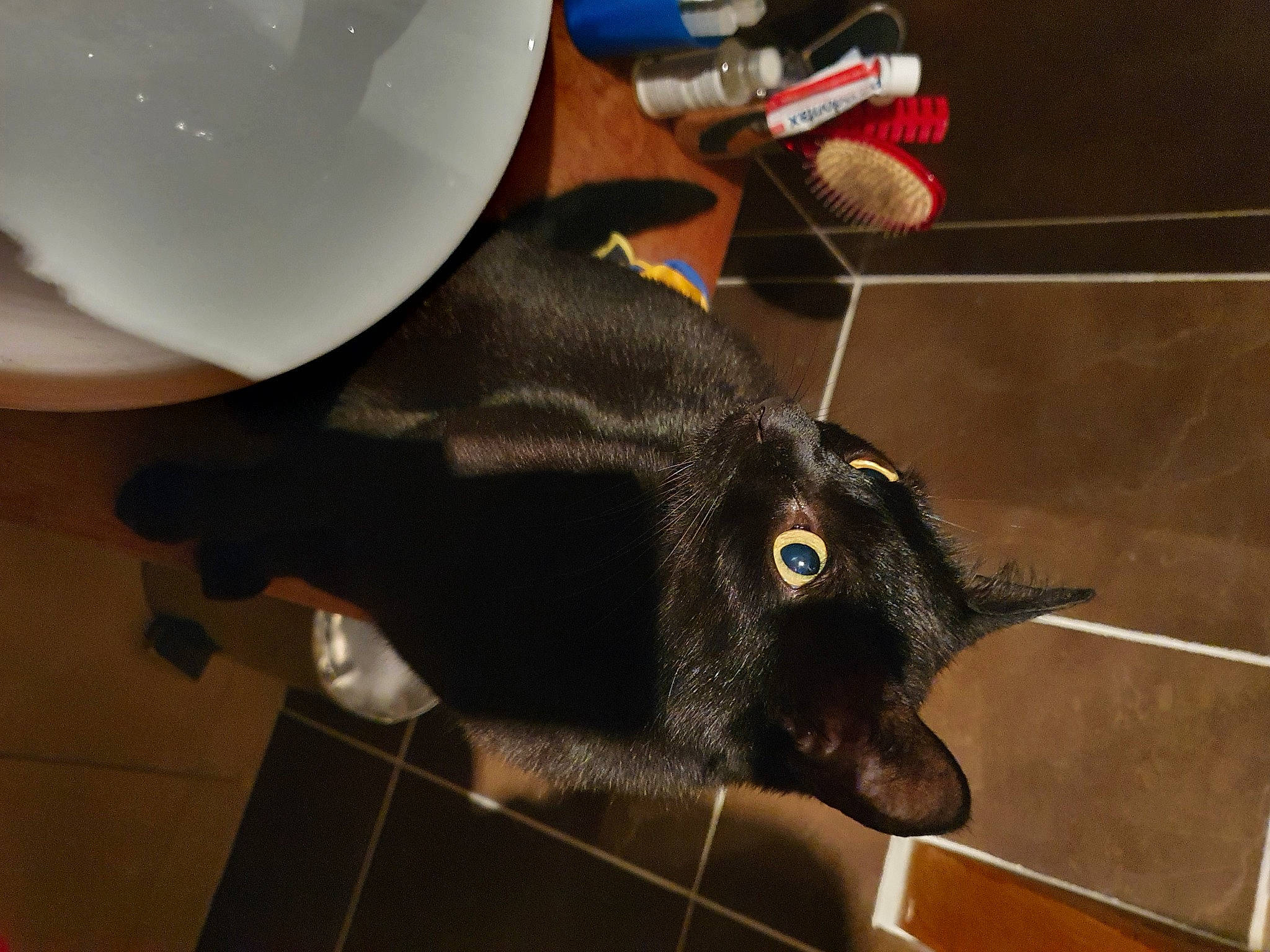 Corneil a rejoint le concours — aidez-le/la à gagner de superbes lots ! black_cat, cap, carnivore, cat, claw, collar, costume_hat, dog_breed, domestic_short_haired_cat, fashion_accessory, felidae, flooring, fur, helmet, personal_protective_equipment, small_to_medium_sized_cats, sporting_group, tail, whiskers, working_animal