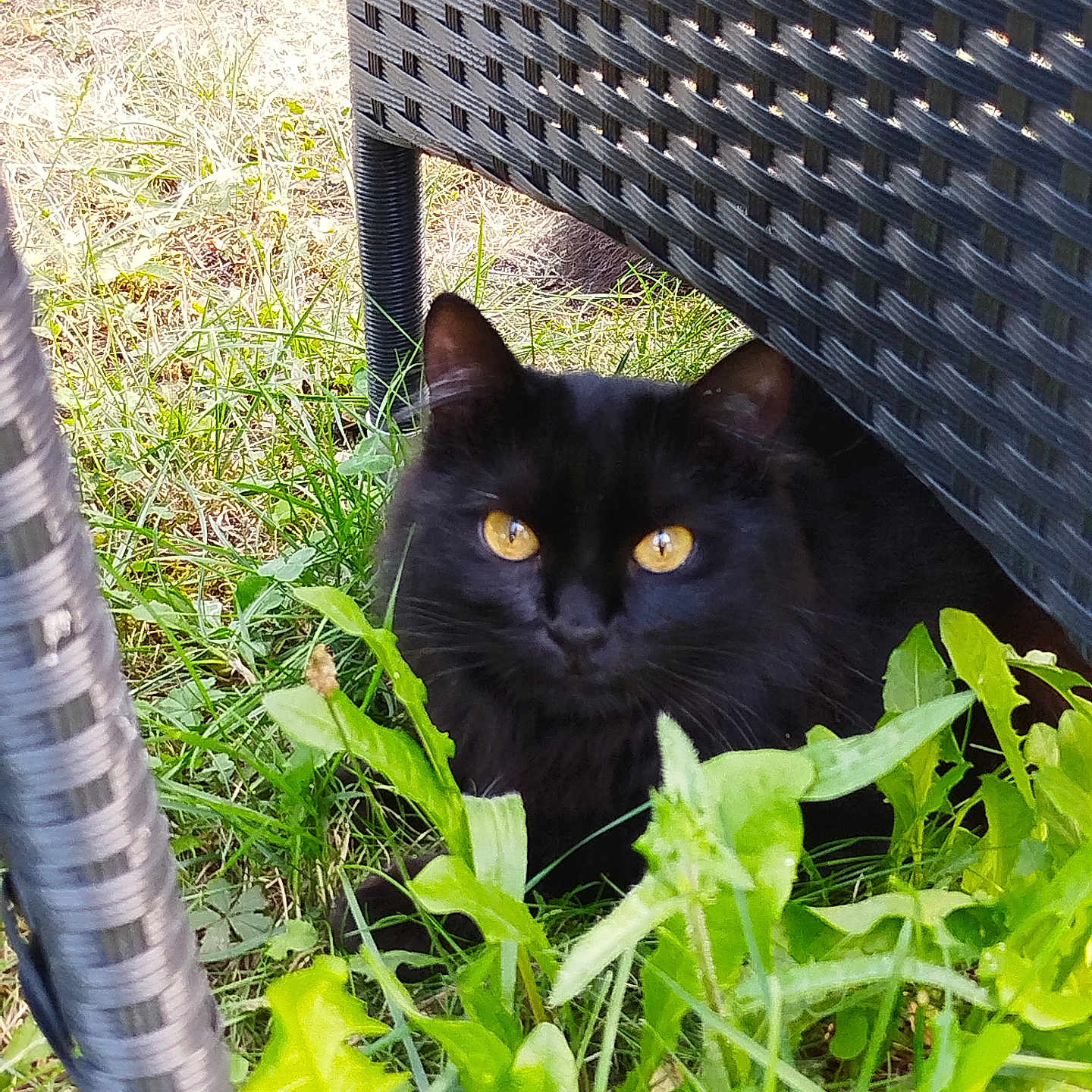 Vanille a rejoint le concours — aidez-le/la à gagner de superbes lots ! animal, black_cat, cat, chair, closeup, curious, daylight, feline, garden, grass, greenery, hidden, mammal, nature, outdoor, pet, shadow, sitting, woven_chair, yellow_eyes