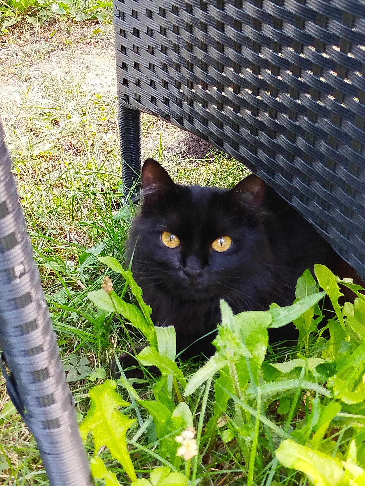 Vanille a rejoint le concours — aidez-le/la à gagner de superbes lots ! cat, black_cat, outdoor, grass, greenery, chair, woven_chair, pet, animal, nature, yellow_eyes, feline, shadow, hidden, curious, closeup, mammal, sitting, garden, daylight