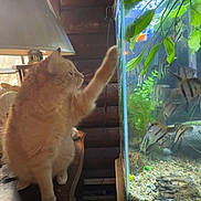 Pumpkin joined the competition — help win amazing prizes! cat, fish_tank, fish, orange_cat, paw, glass, aquarium, plants, striped_fish, wooden_table, lamp, window, indoor, pet, curious, cozy, rustic, light, animal, home