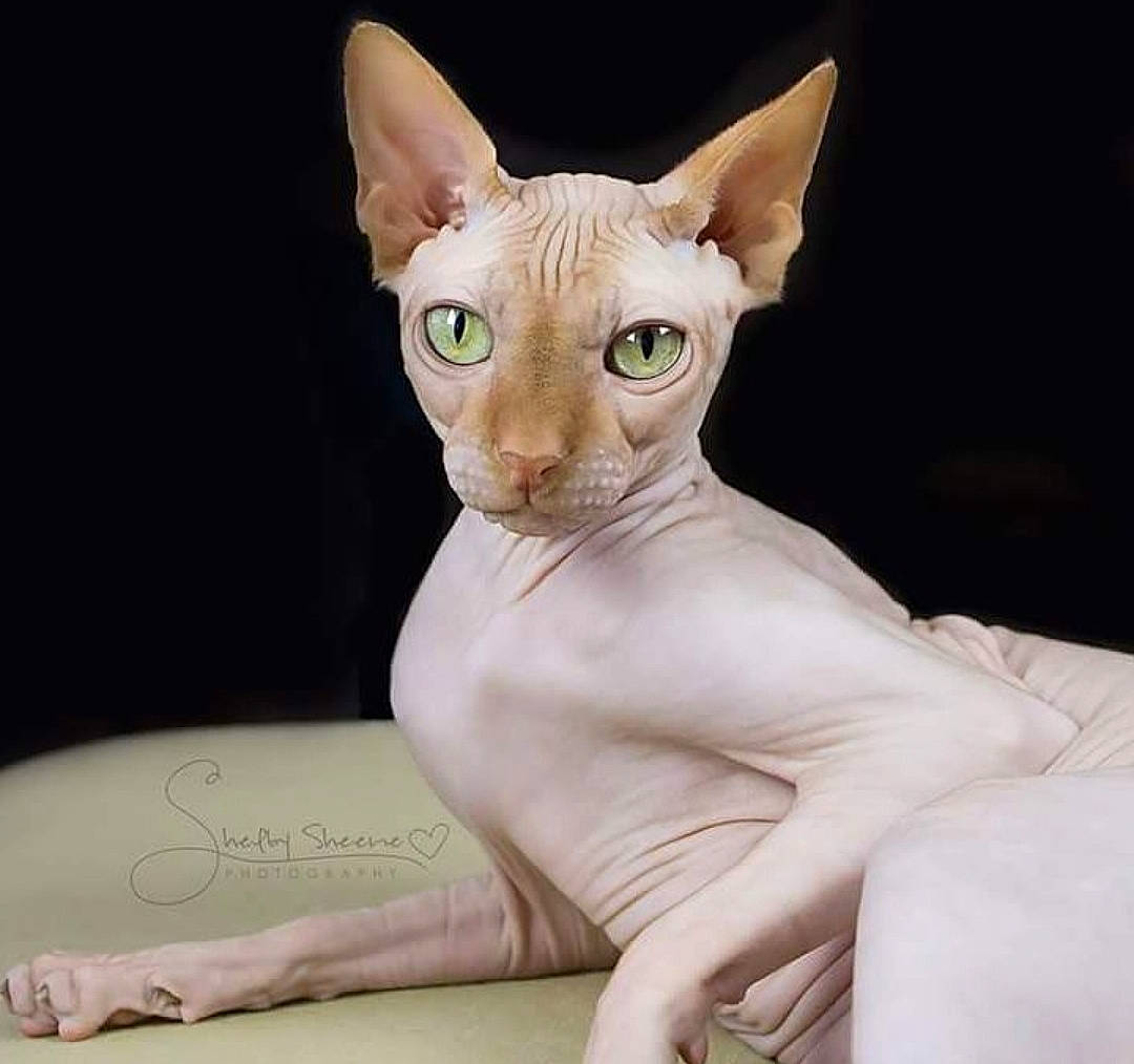 Waldo is registered to the contest to win money with this photo: carnivore, cat, cornish_rex, donskoy, ear, felidae, kitten, mammal, peterbald, rex_cat, small_to_medium_sized_cats, sphynx, ukrainian_levkoy, vertebrate, whiskers