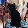 bag, black_cat, blanket, cat, chair, cozy, curtains, domestic, furniture, household_items, indoor, lamp, orange_eyes, pet, plush_toy, sitting, television, wall, window, wooden_chair