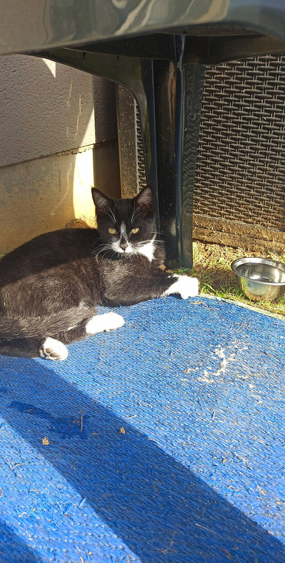 Oréo a rejoint le concours — aidez-le/la à gagner de superbes lots ! automotive_tire, black_cat, carnivore, cat, comfort, domestic_short_haired_cat, door, electric_blue, felidae, flooring, fur, grey, mat, road_surface, room, small_to_medium_sized_cats, snout, tail, terrestrial_animal, whiskers