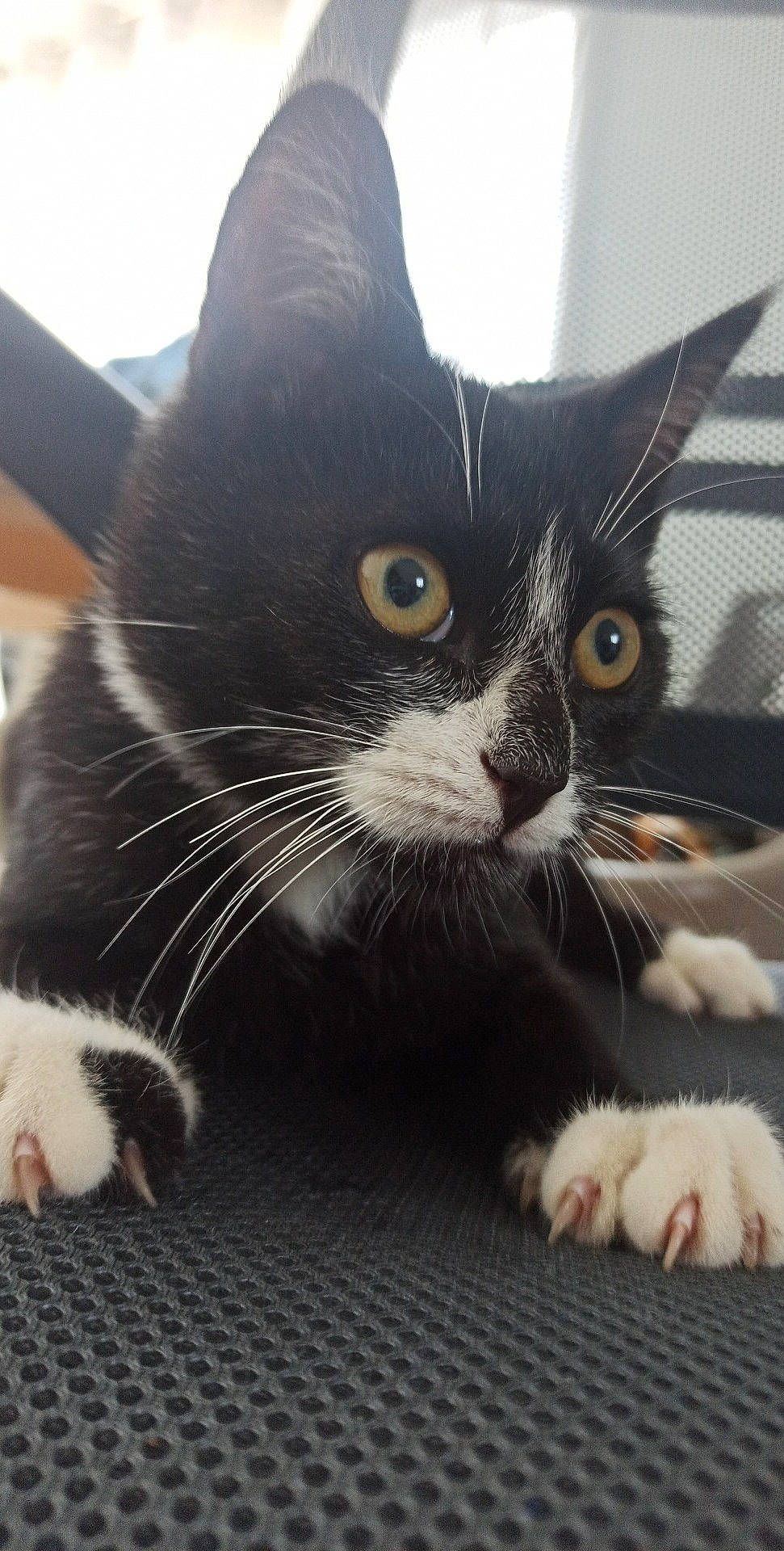 Oréo a rejoint le concours — aidez-le/la à gagner de superbes lots ! black_cat, carnivore, cat, cat_supply, claw, comfort, domestic_short_haired_cat, felidae, foot, fur, human_leg, mammal, paw, small_to_medium_sized_cats, snout, tail, whiskers