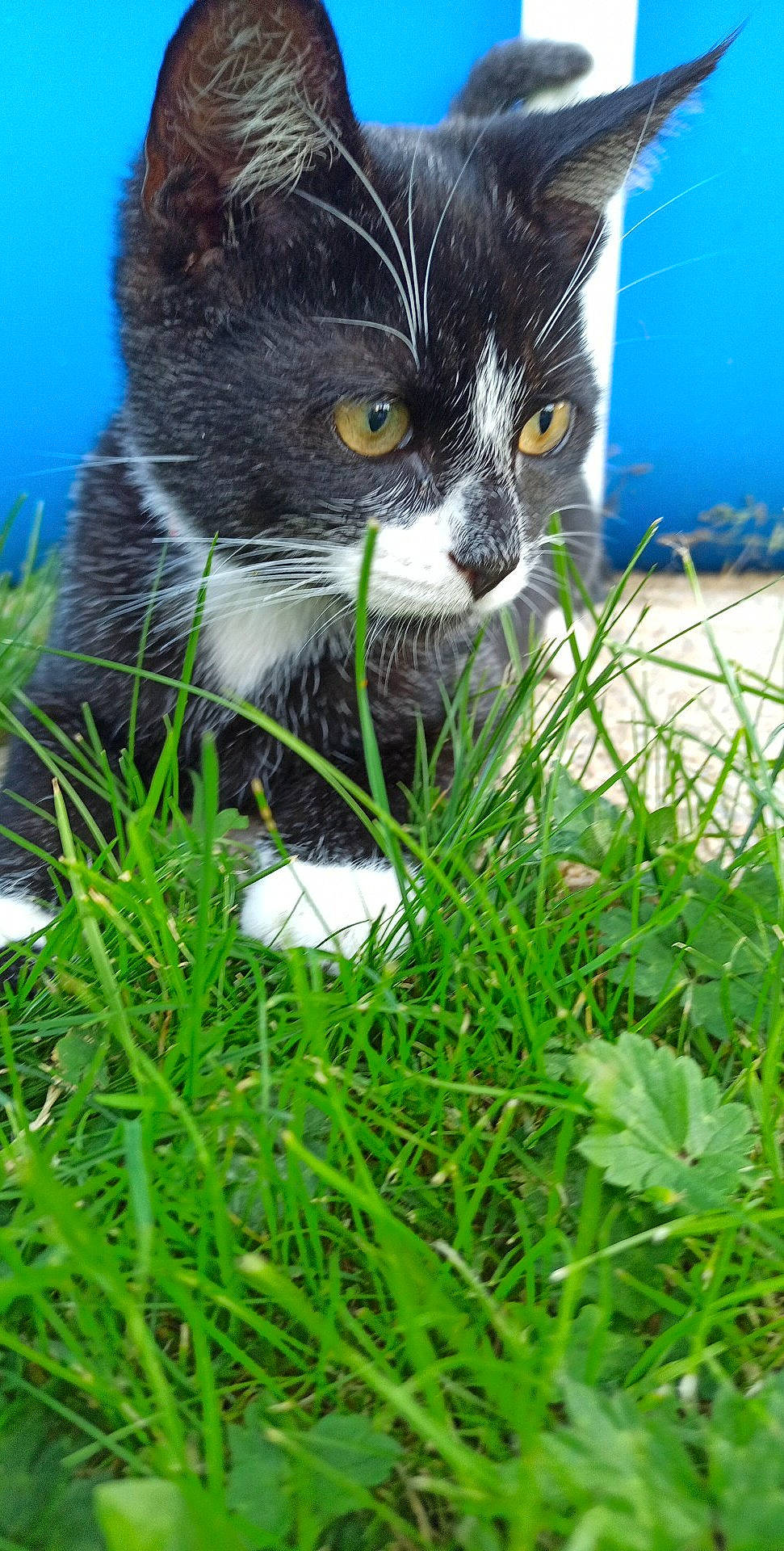 Oréo a rejoint le concours — aidez-le/la à gagner de superbes lots ! black_cat, carnivore, cat, domestic_short_haired_cat, electric_blue, felidae, fur, grass, grass_family, grassland, groundcover, lawn, organism, plant, shrub, small_to_medium_sized_cats, snout, tail, terrestrial_animal, whiskers
