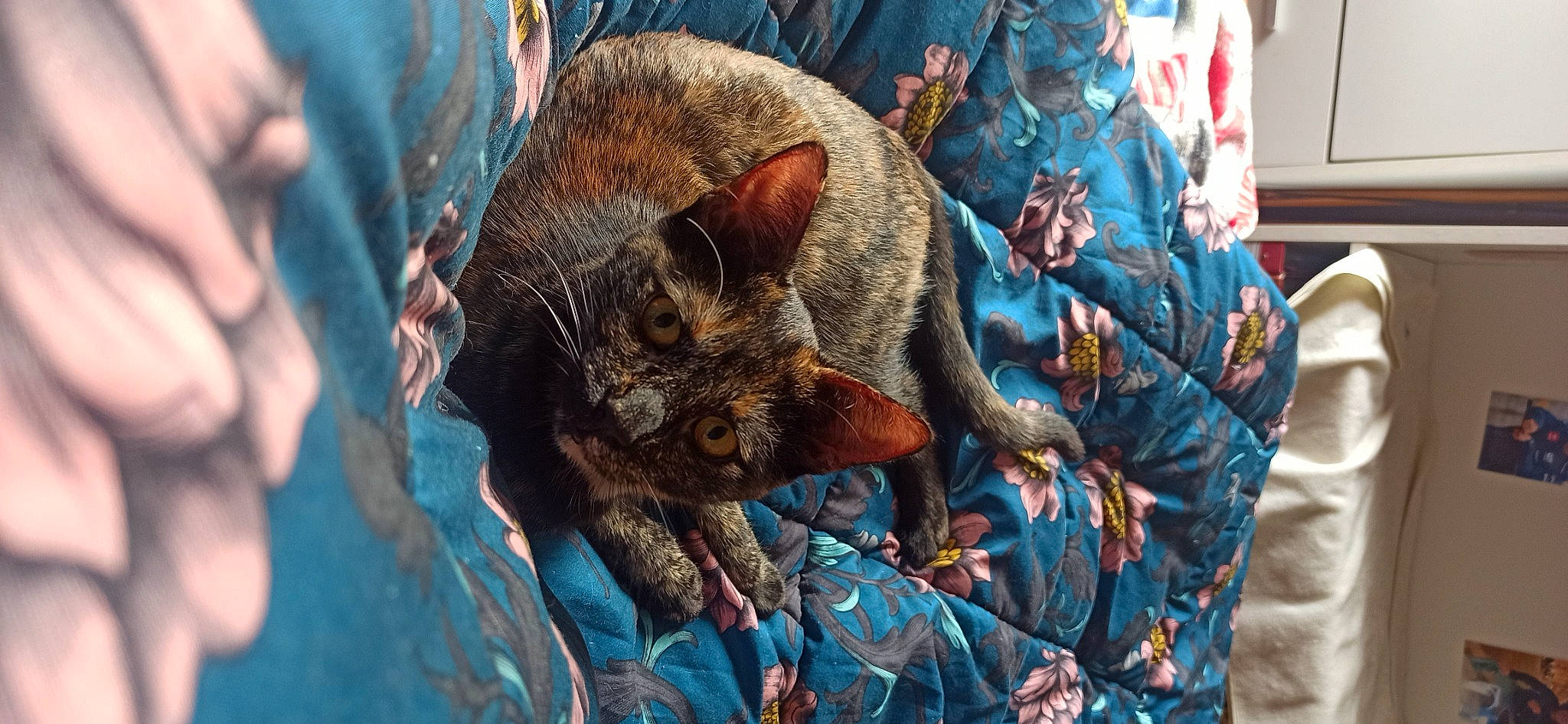 Céleste a rejoint le concours — aidez-le/la à gagner de superbes lots ! canidae, carnivore, cat, claw, comfort, domestic_short_haired_cat, electric_blue, fawn, felidae, fur, linens, pattern, sleeve, small_to_medium_sized_cats, terrestrial_animal, whiskers, wildlife