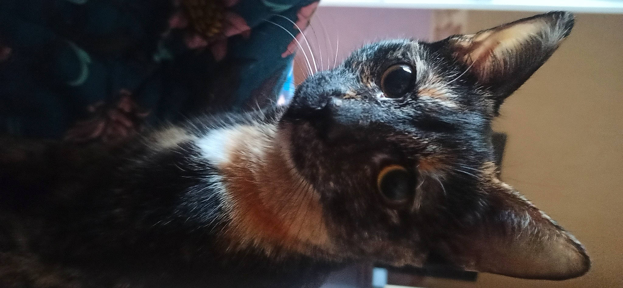 Céleste participe au concours pour gagner de l'argent avec cette photo : claw, domestic_short_haired_cat, ear, eyelash, felidae, fur, macro_photography, small_to_medium_sized_cats, snout, terrestrial_animal, whiskers, wildlife