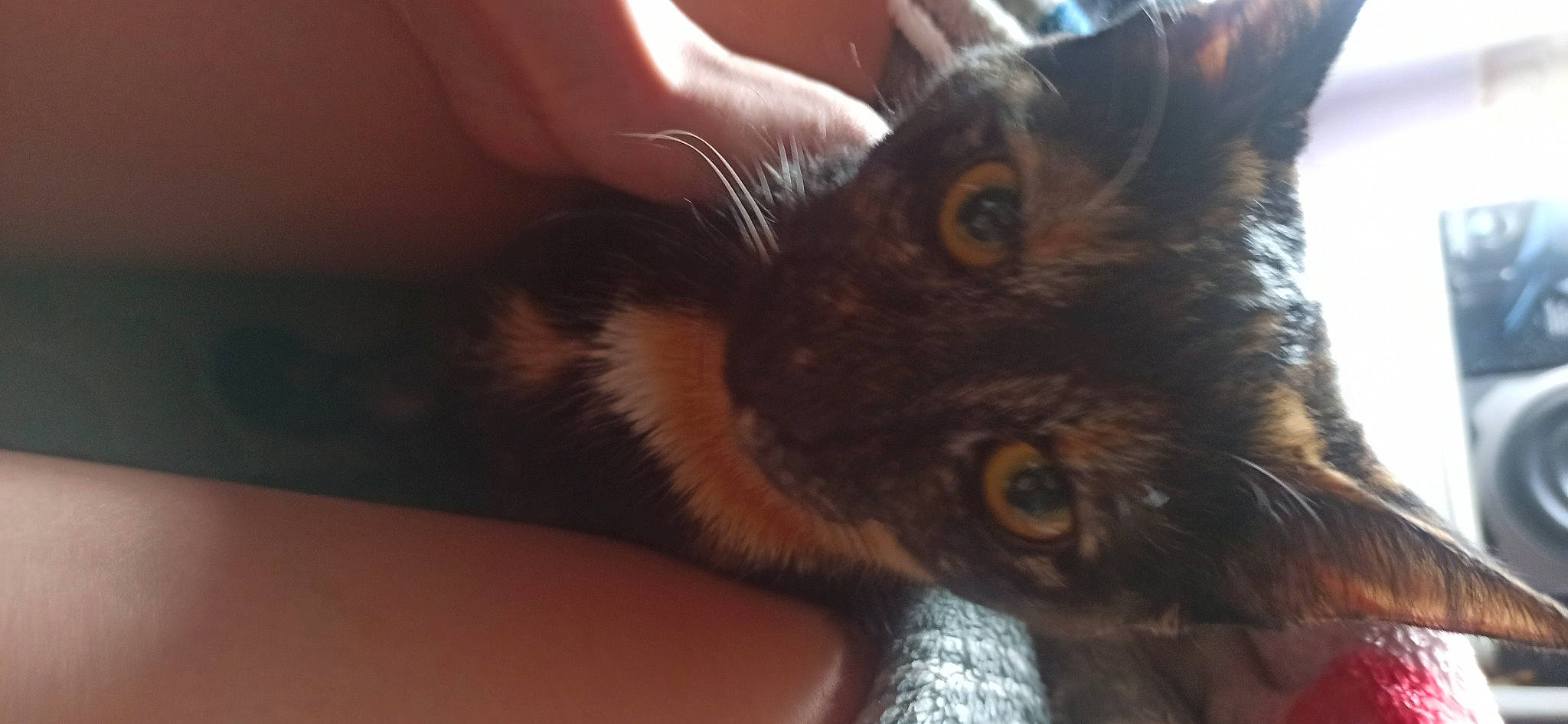 Céleste participe au concours pour gagner de l'argent avec cette photo : carnivore, cat, claw, domestic_short_haired_cat, ear, felidae, fur, paw, small_to_medium_sized_cats, tree, whiskers