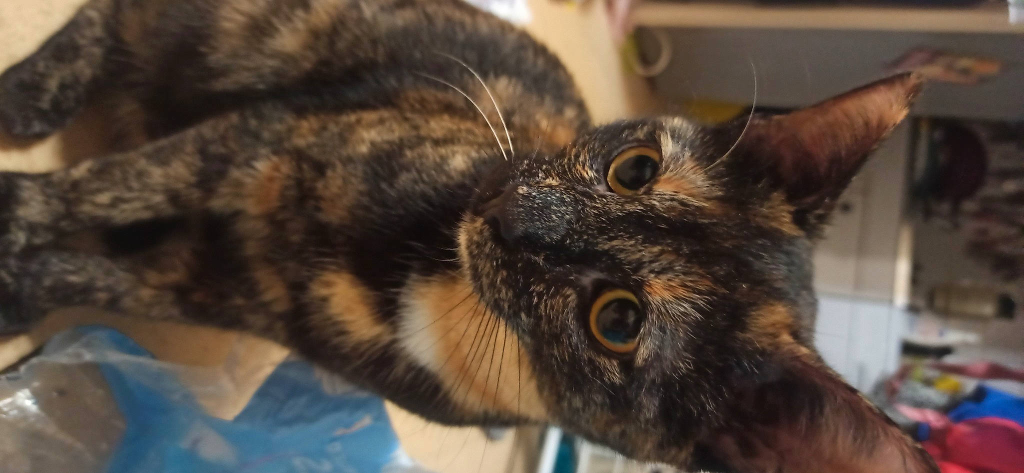 Céleste a rejoint le concours — aidez-le/la à gagner de superbes lots ! carnivore, cat, claw, domestic_short_haired_cat, ear, eye, felidae, fur, human_body, paw, small_to_medium_sized_cats, snout, terrestrial_animal, whiskers, wildlife