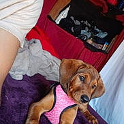 Mia is registered to the contest to win money with this photo: arm, bedroom, blanket, brown_dog, canine, clothing, cozy, cute, dog, domestic_animal, furniture, indoor, lying_down, pet, pink_vest, puppy, purple_blanket, red_bedspread, resting, young_dog