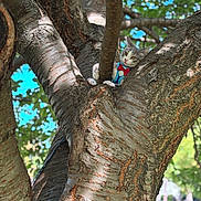 Hunter joined the competition — help win amazing prizes! cat, tree, branch, outdoor, animal, pet, greenery, leaves, bark, sunlight, nature, sky, blue_sky, feline, costume, vest, bowtie, climbing, curious, closeup
