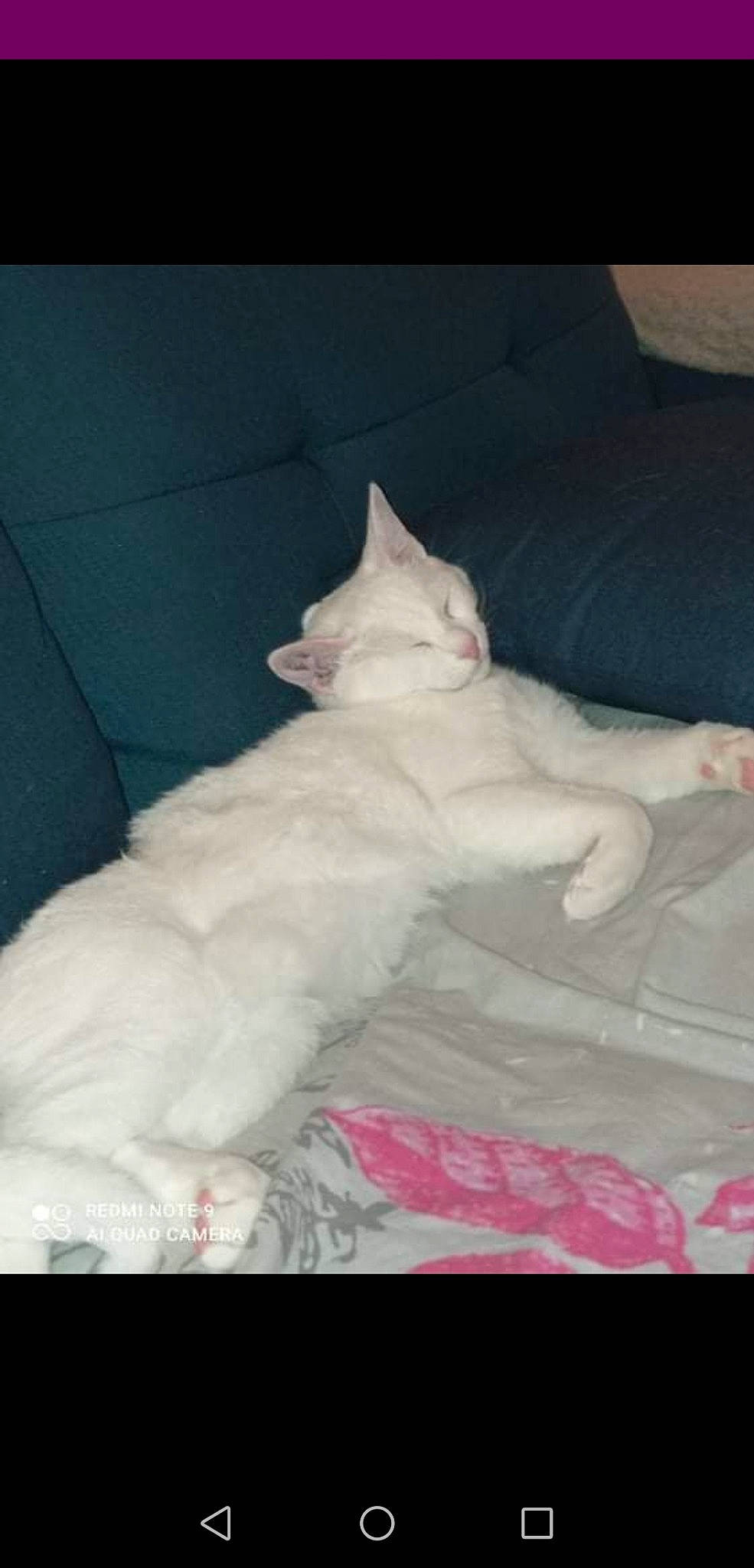 Flocon a rejoint le concours — aidez-le/la à gagner de superbes lots ! bed, bedding, carnivore, cat, comfort, domestic_short_haired_cat, fawn, felidae, fur, linens, nap, paw, room, sleep, small_to_medium_sized_cats, snout, tail, whiskers