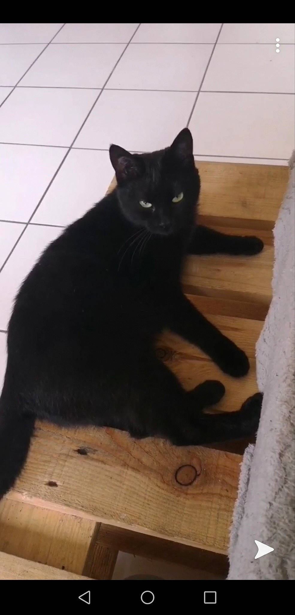 Kiwi a rejoint le concours — aidez-le/la à gagner de superbes lots ! asian, black, black_cat, bombay, british_shorthair, burmese, carnivore, cat, domestic_short_haired_cat, felidae, mammal, polydactyl_cat, small_to_medium_sized_cats, tail, whiskers