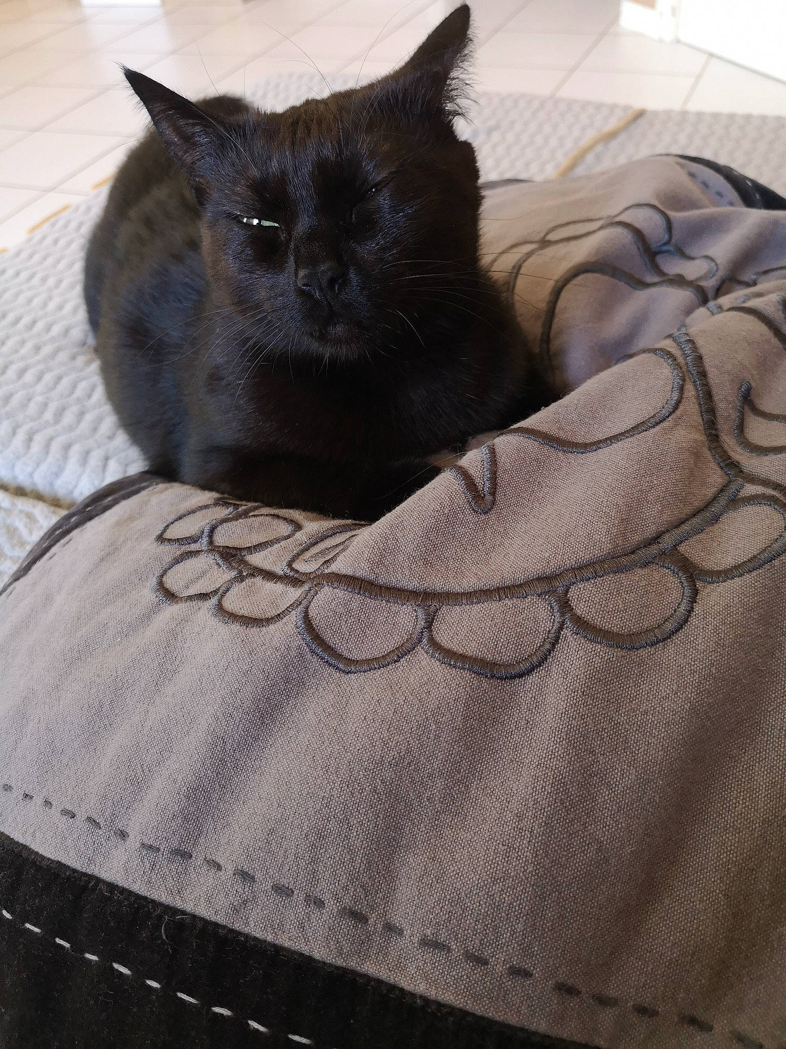 Kiwi a rejoint le concours — aidez-le/la à gagner de superbes lots ! black, black_cat, british_shorthair, burmese, carnivore, cat, chartreux, fawn, felidae, fur, kitten, korat, linens, nebelung, russian_blue, small_to_medium_sized_cats, whiskers