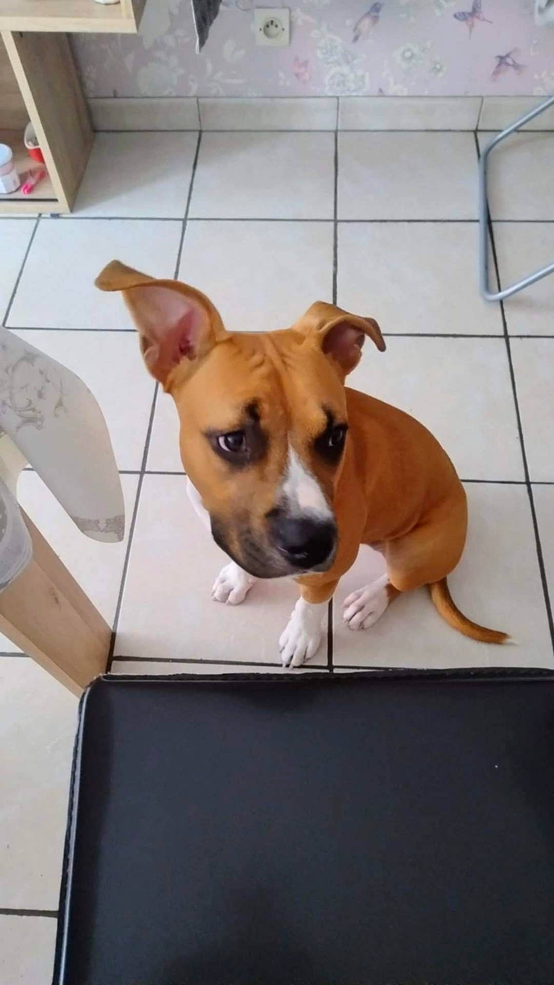 accessories, animal, architecture, boxer, bulldog, canine, dog, furniture, hound, indoors, interiordesign, pet, pitbull, plywood, puppy, snout, strap, table, tile, wood