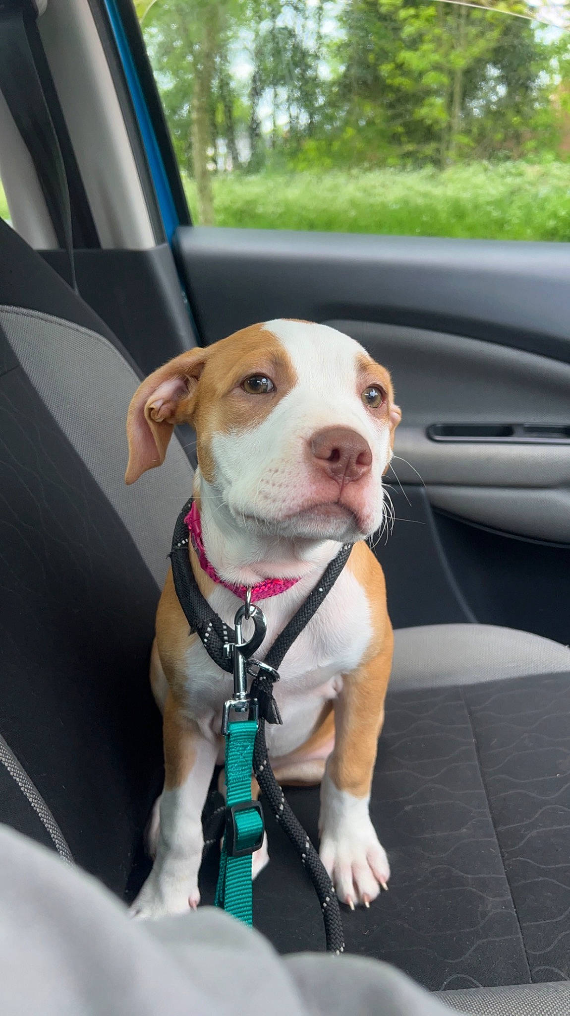 Sadie joined the competition — help win amazing prizes! automotive_exterior, car, car_seat, car_seat_cover, carnivore, collar, companion_dog, dog, dog_breed, dog_collar, dog_supply, fawn, leash, motor_vehicle, snout, sporting_group, vehicle, vehicle_door, whiskers, working_animal
