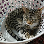 Stryper joined the competition — help win amazing prizes! cat, tabby_cat, laundry_basket, white_basket, indoor, pet, animal, feline, striped, fur, resting, curled_up, patterned_carpet, household, cozy, relaxed, closeup, domestic_cat, whiskers, ears