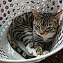 cat, tabby_cat, laundry_basket, white_basket, indoor, pet, animal, feline, striped, fur, resting, curled_up, patterned_carpet, household, cozy, relaxed, closeup, domestic_cat, whiskers, ears