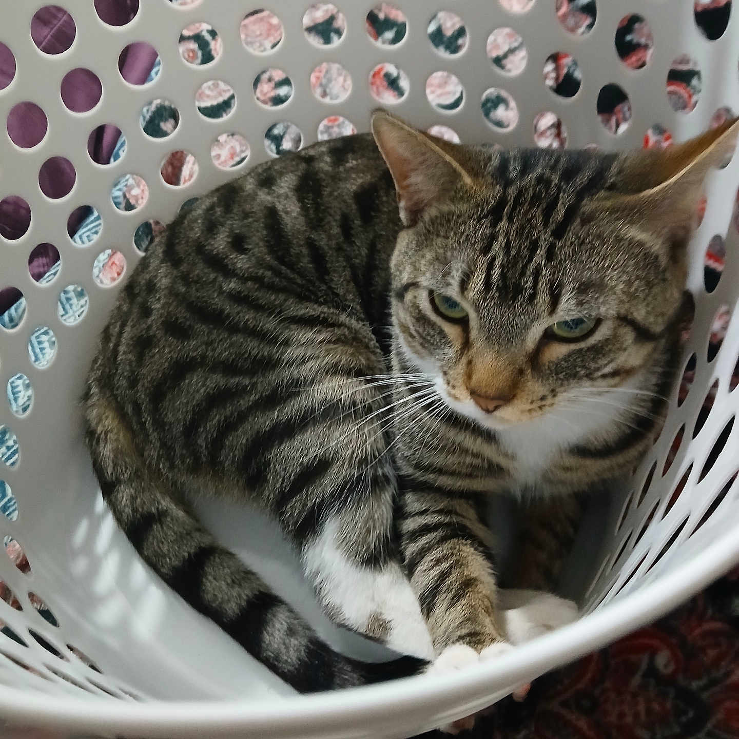 Stryper joined the competition — help win amazing prizes! animal, cat, closeup, cozy, curled_up, domestic_cat, ears, feline, fur, household, indoor, laundry_basket, patterned_carpet, pet, relaxed, resting, striped, tabby_cat, whiskers, white_basket