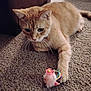 Fred is registered to the contest to win money with this photo: cat, orange_tabby, pet, carpet, toy, indoor, paw, feline, curious, animal, cute, whiskers, playful, domestic_cat, fur, relaxed, home, closeup, mammal, resting