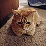 Fred is registered to the contest to win money with this photo: cat, ginger_cat, carpet, indoor, loafing, furniture, pet_bed, whiskers, ears, tail, animal, cute, domestic_cat, mammal, resting, fur, closeup, home, floor, cozy