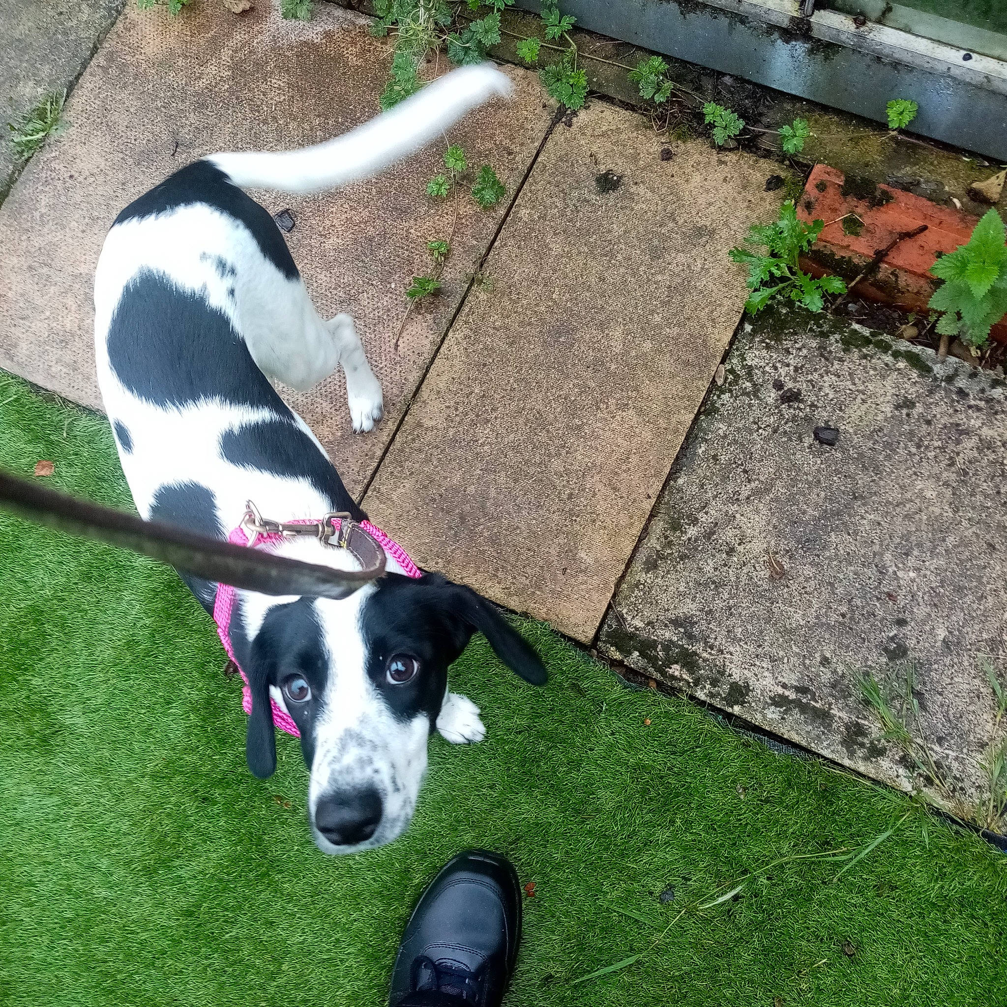 Dotty is registered to the contest to win money with this photo: canidae, carnivore, collar, companion_dog, dog, dog_breed, dog_collar, dog_supply, grass, green, groundcover, lawn, pet_supply, plant, snout, sporting_group, tail, terrestrial_animal, whiskers, working_dog