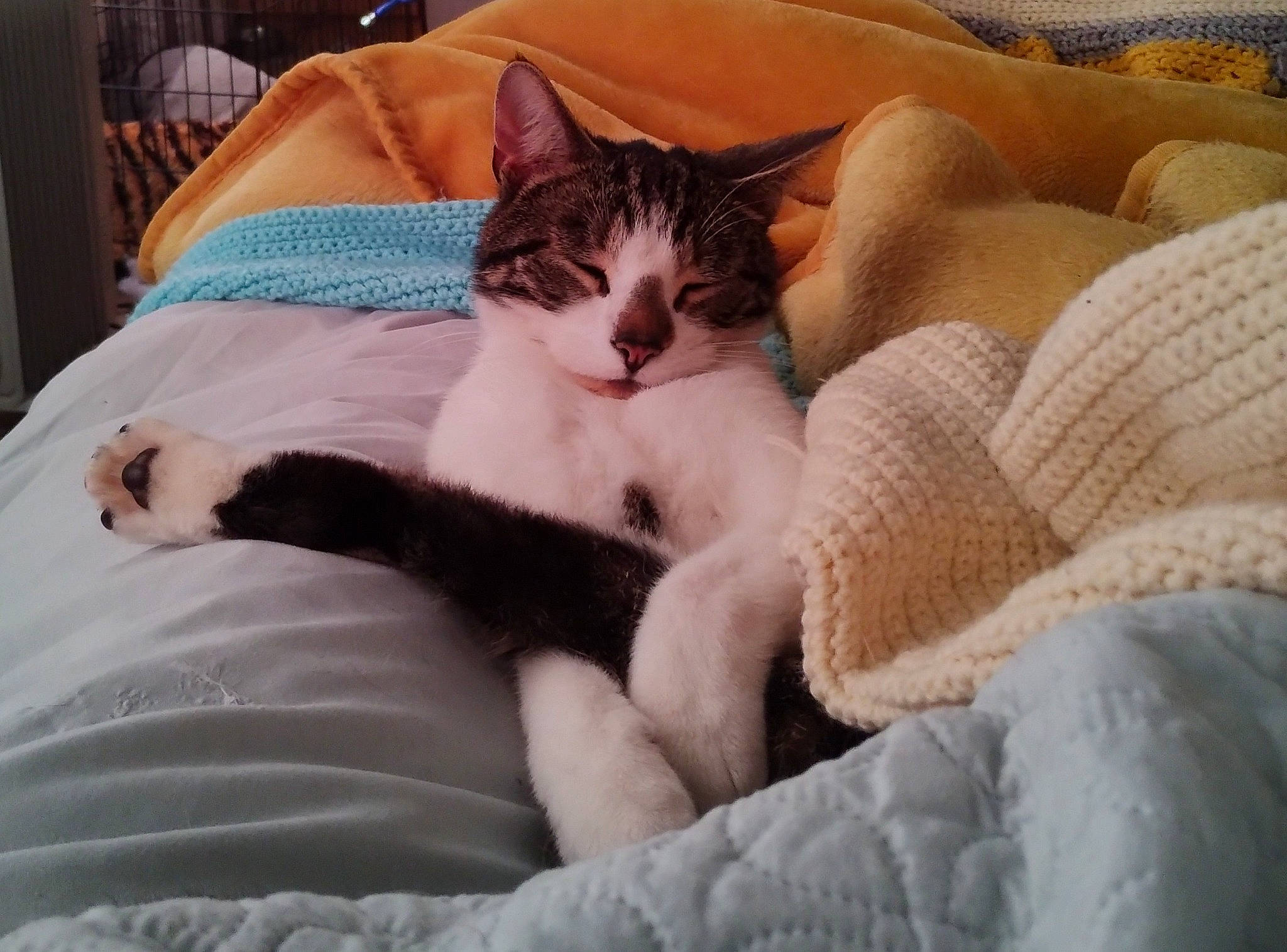 Loki joined the competition — help win amazing prizes! bed, bedding, carnivore, cat, comfort, couch, domestic_short_haired_cat, fawn, felidae, fur, human_leg, lap, linens, nap, paw, sitting, small_to_medium_sized_cats, tail, whiskers, wood