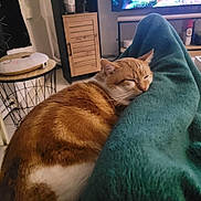 Flamby a rejoint le concours — aidez-le/la à gagner de superbes lots ! animal, blanket, cat, chair, computerhardware, couch, electronics, furniture, hardware, indoors, interiordesign, manx, monitor, person, pet, quilt, screen, sleeping, towel, tv