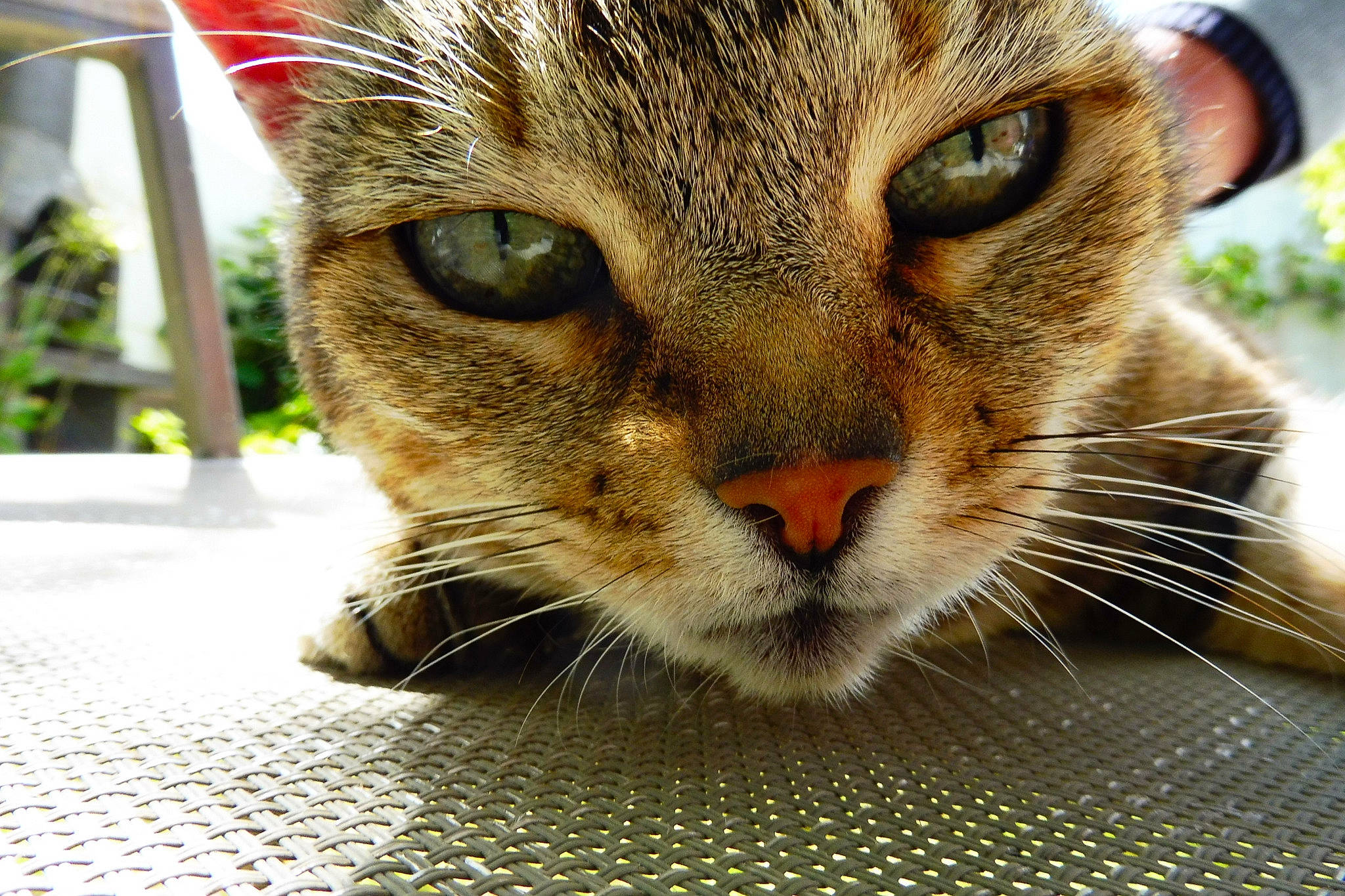 Plume participe au concours pour gagner de l'argent avec cette photo : carnivore, cat, cat_supply, claw, domestic_short_haired_cat, fang, felidae, fur, grass, paw, plant, small_to_medium_sized_cats, snout, terrestrial_animal, whiskers, wildlife