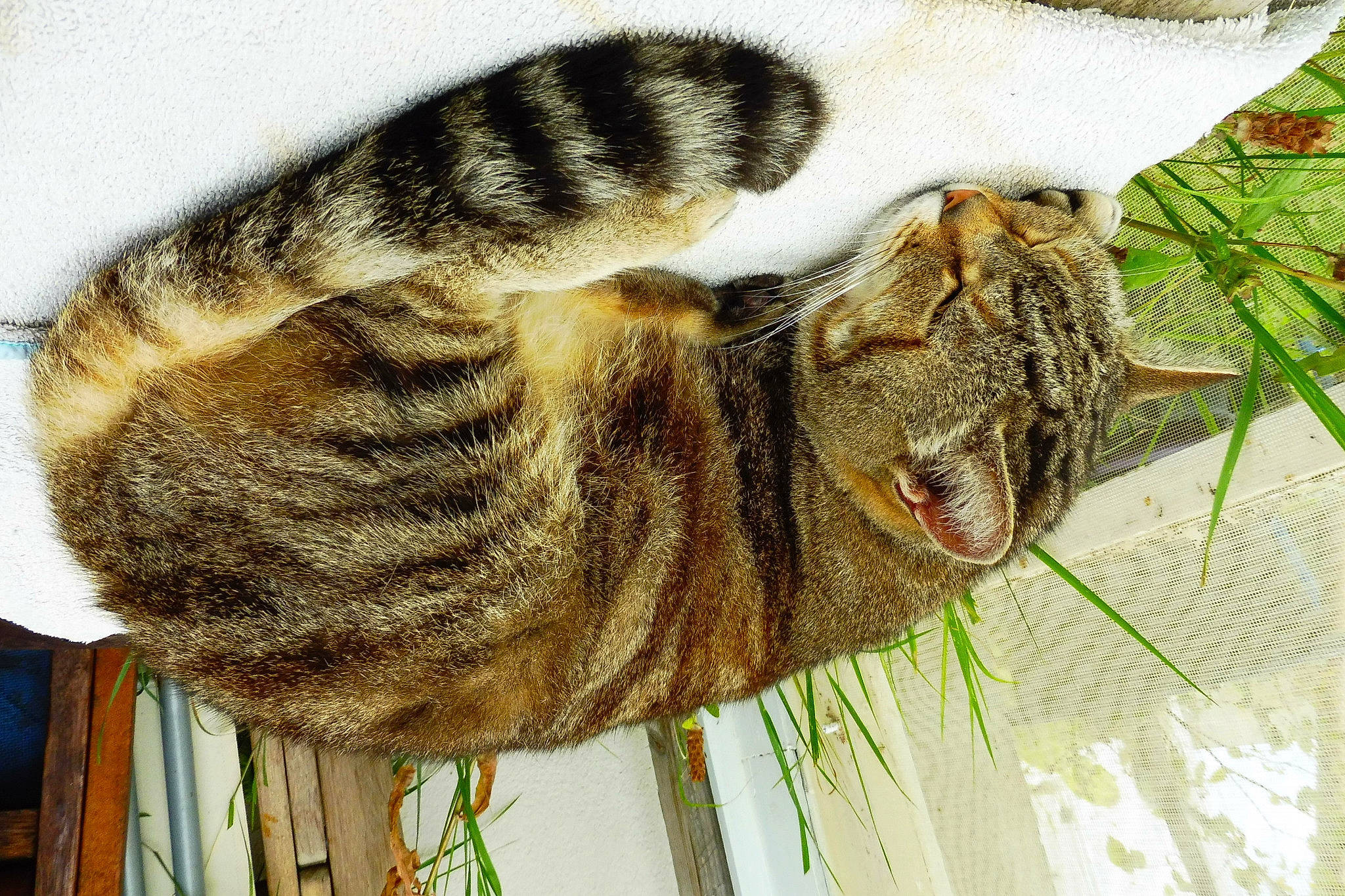 Plume a rejoint le concours — aidez-le/la à gagner de superbes lots ! carnivore, cat, domestic_short_haired_cat, fawn, felidae, fur, grass, natural_material, pattern, paw, plant, small_to_medium_sized_cats, snout, tail, terrestrial_animal, whiskers, wildlife, wood