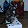 cat, kitten, tortoiseshell, animal, pet, sitting, portrait, indoors, wooden_floor, cardboard_box, backpack, tote_bag, green_eyes, whiskers, fur, black_fur, orange_fur, white_chest, cluttered_background, photography