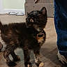cat, kitten, tortoiseshell, fluffy, fur, collar, indoors, wood_floor, home, door, wall, light_switch, pet_bowls, human, leg, shoe, standing, looking_up, portrait, cute