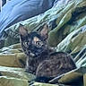 kitten, cat, animal, pet, feline, sitting, indoors, bed, blanket, bedding, cozy, fluffy, black_cat, tortoiseshell, wide_eyes, ears, whiskers, portrait, home, cute