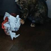 Jo-Zee joined the competition — help win amazing prizes! cat, kitten, tortoiseshell, animal, pet, sitting, indoors, dark, wooden_surface, paper, crumpled_paper, curious, staring, whiskers, ears, fur, portrait, household, low_light, photograph