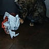 cat, kitten, tortoiseshell, animal, pet, sitting, indoors, dark, wooden_surface, paper, crumpled_paper, curious, staring, whiskers, ears, fur, portrait, household, low_light, photograph