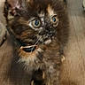 kitten, cat, tortoiseshell, blue_eyes, pet, animal, furry, whiskers, ears, collar, tag, white_paw, sitting, indoors, wooden_floor, close_up, portrait, cute, fluffy, looking_at_camera