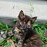 kitten, cat, tortoiseshell, fluffy, blue_eyes, animal, pet, young_cat, fur, whiskers, ears, face, portrait, outdoor, garden, grass, leaves, concrete_wall, close_up, nature