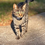 Kiwi joined the competition — help win amazing prizes! animal, blurred_background, cat, concrete, curious, daylight, ears, focused, fur, green_eyes, mammal, nature, outdoor, pet, shadow, stripes, sunlight, tabby_cat, walking, whiskers