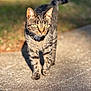 animal, blurred_background, cat, concrete, curious, daylight, ears, focused, fur, green_eyes, mammal, nature, outdoor, pet, shadow, stripes, sunlight, tabby_cat, walking, whiskers