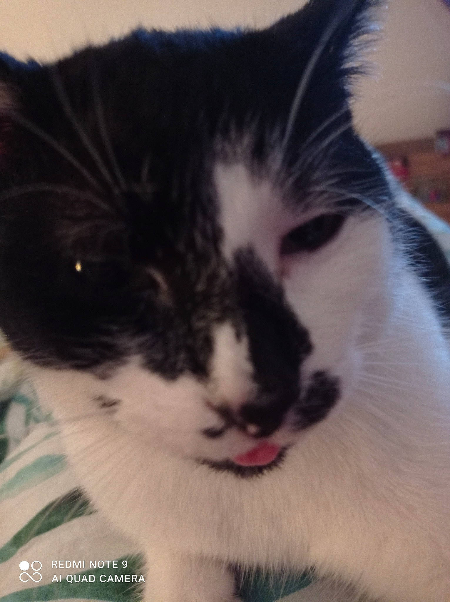 Cerise participe au concours pour gagner de l'argent avec cette photo : art, carnivore, cat, comfort, domestic_short_haired_cat, eye, felidae, fur, head, iris, nap, paw, small_to_medium_sized_cats, snout, tail, terrestrial_animal, whiskers