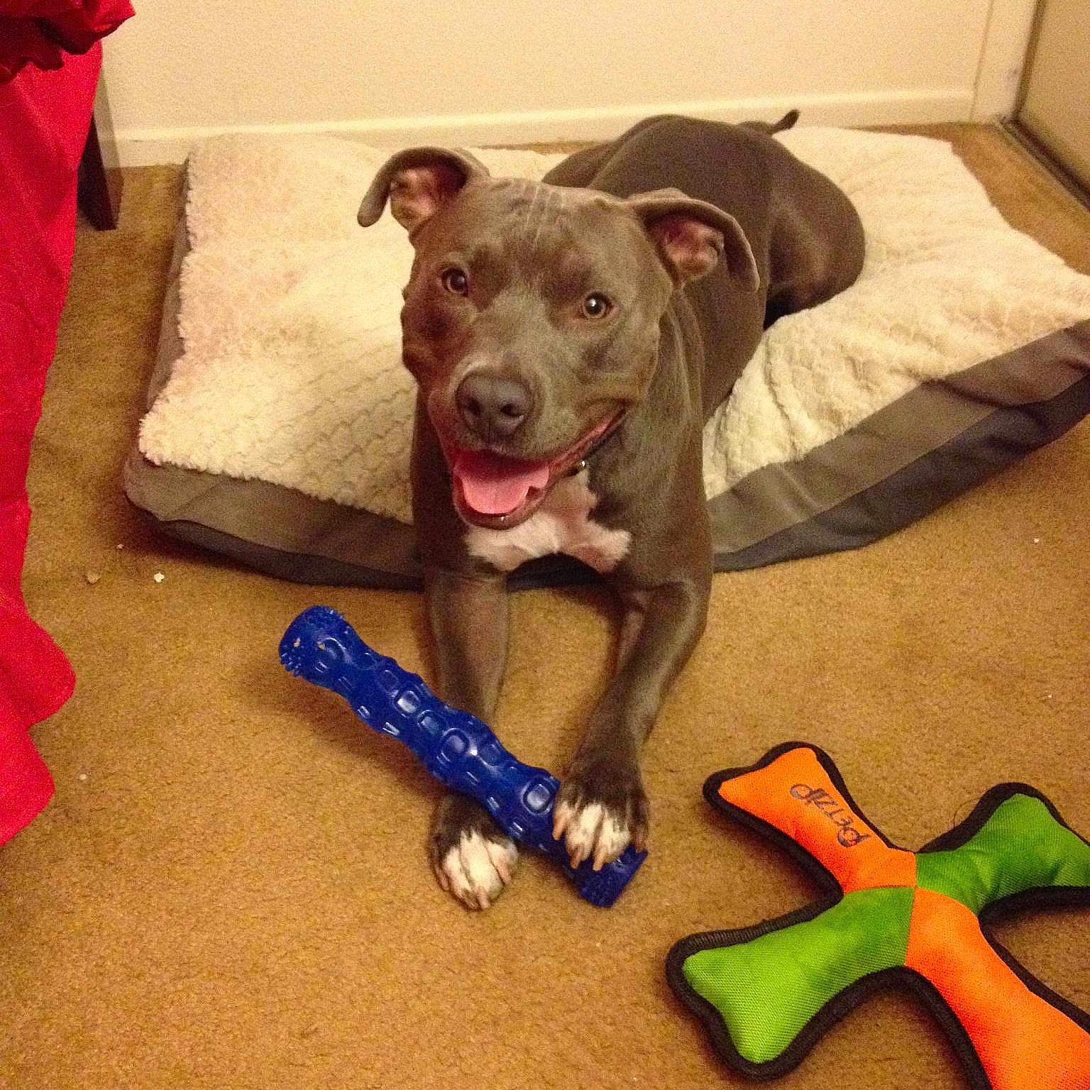 Samson joined the competition — help win amazing prizes!