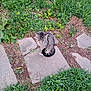 animal, cat, cute, daylight, feline, fur, garden, grass, greenery, ground, leaf, nature, outdoor, pet, sitting, small_plant, stone_path, tabby, tail, whiskers