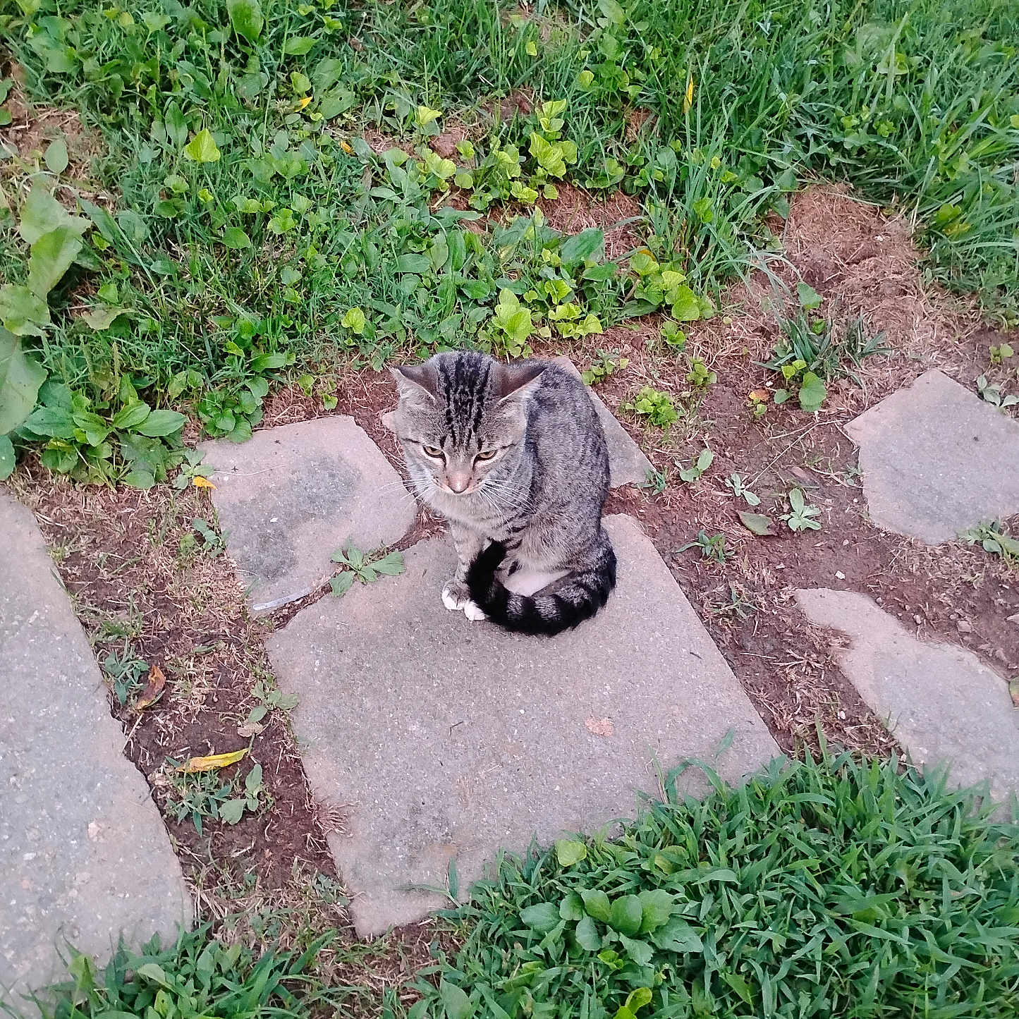 Poop is registered to the contest to win money with this photo: animal, cat, cute, daylight, feline, fur, garden, grass, greenery, ground, leaf, nature, outdoor, pet, sitting, small_plant, stone_path, tabby, tail, whiskers
