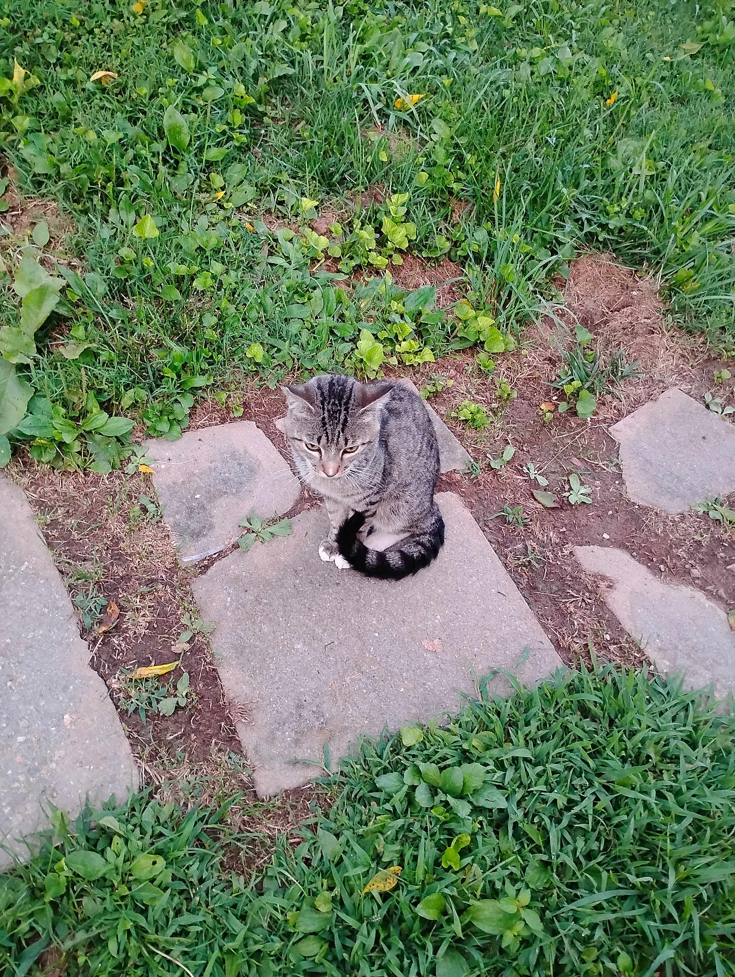 Poop is registered to the contest to win money with this photo: animal, cat, cute, daylight, feline, fur, garden, grass, greenery, ground, leaf, nature, outdoor, pet, sitting, small_plant, stone_path, tabby, tail, whiskers